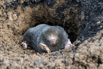 Mole crawling out of the tunnel
