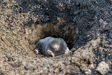 Mole crawling out of the tunnel