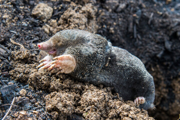 Mole crawling out of the tunnel