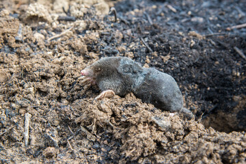 Dead mole lying on th top of the mole hill