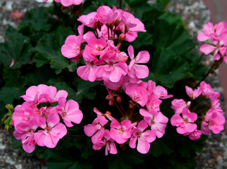 Pink geranium flowers on a summer day