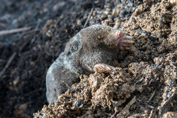 Dead mole lying on th top of the mole hill
