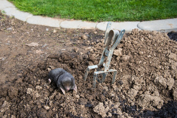 Dead mole caught by a trap