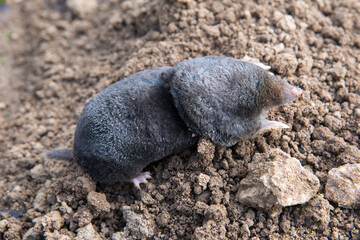 Dead mole caught by a trap