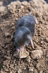 Dead mole caught by a trap