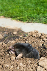 lawn destoryed by the mole