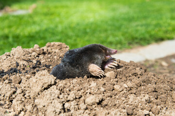 lawn destoryed by the mole