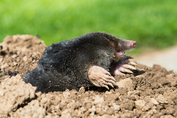 lawn destoryed by the mole