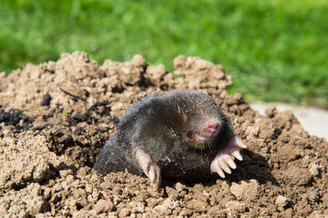 lawn destoryed by the mole