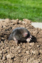 lawn destoryed by the mole