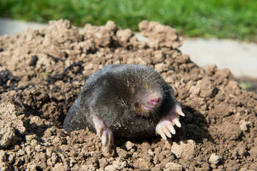 lawn destoryed by the mole