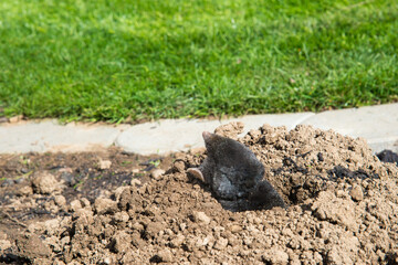 European mole on the top of the mole hill