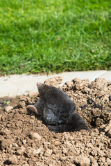 European mole on the top of the mole hill