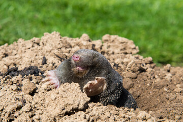 European mole on the top of the mole hill
