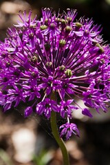 Photo of a Beautiful Summer Bloom, Clyburn Arboretum, Baltimore, Maryland USA