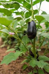 Natural fresh eggplant grow in a greenhouse in the garden