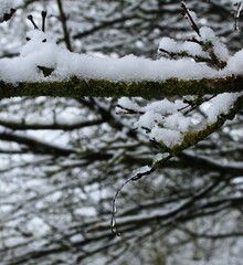 snow covered branches