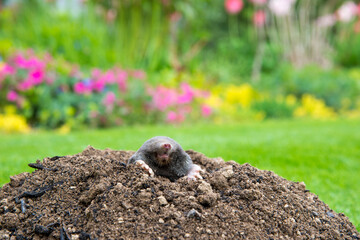 Mole [Talpa europaea] as a pest in the garden destroying lawn