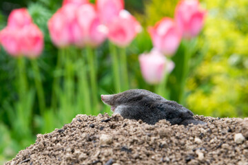 Mole [Talpa europaea] as a pest in the garden destroying lawn