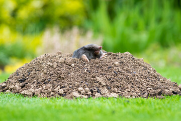 Mole [Talpa europaea] in the lawn inside the flower garden