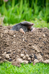 Mole [Talpa europaea] in the lawn inside the flower garden
