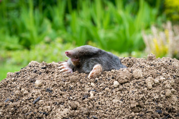 Mole [Talpa europaea] in the lawn inside the flower garden