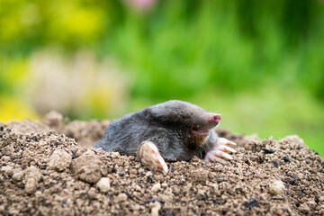 Mole [Talpa europaea] in the lawn inside the flower garden