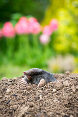 Mole [Talpa europaea] in the lawn inside the flower garden