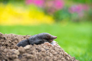 Mole [Talpa europaea] in the lawn