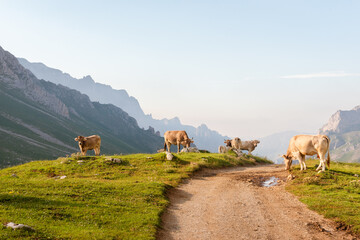 herd of cows grazing peacefully near a high mountain road in Picos de Europa at sunset.