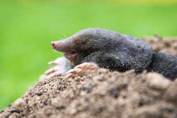 Mole [Talpa europaea] in the lawn