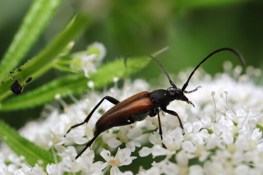 col&eacute;opt&egrave;re lepture rouge sur fleur blanche