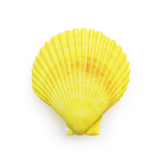 Isolated yellow seashell on white background