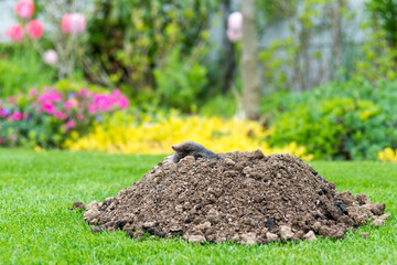 Mole animal peeking from the tunnel