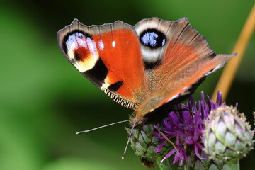 papillon paon du jour