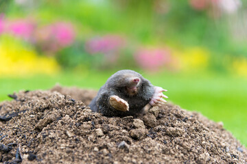Mole animal peeking from the tunnel