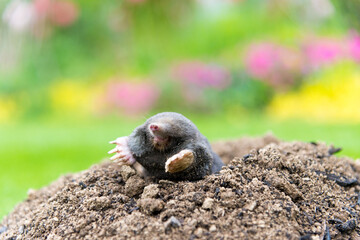 Mole animal peeking from the tunnel