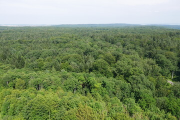 Fototapeta na wymiar Wald Schönbuch