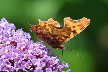 papillon robert le diable comma sur fleur de buddleia