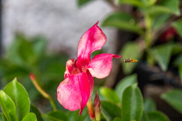 Obraz premium pink orchid flower