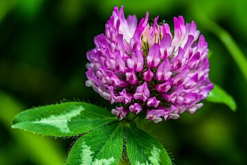 Photo of Red Clover