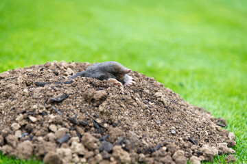 Mole animal peeking from the tunnel