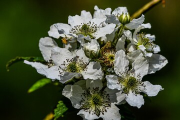 Photo of Wild White Rose in Full Bloom