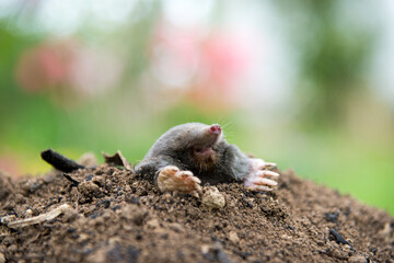 Mole crawling out of the tunnel - making damge to the lawn