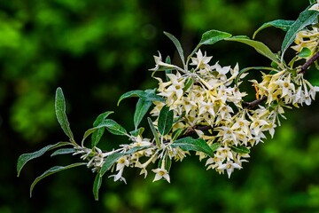 Photo of Early Summer Blooms
