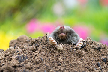 Mole crawling out of the tunnel - making damge to the lawn
