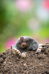 Mole crawling out of the tunnel - making damge to the lawn