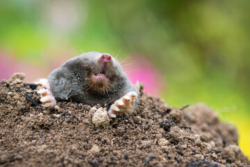 Mole crawling out of the tunnel - making damge to the lawn