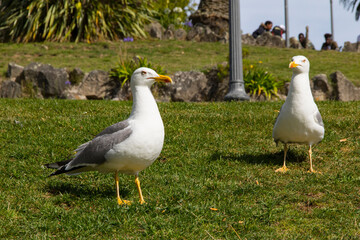 gaviotas