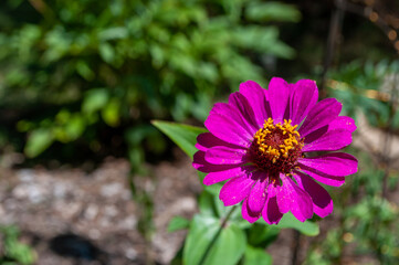 bee on flower